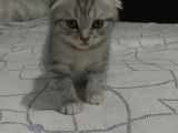 Scottish Fold Yavruları