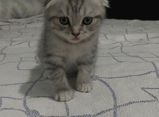 Scottish Fold Yavruları görsel