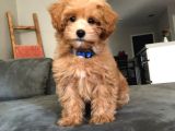 Hari̇ka Malti̇poo Bebekler