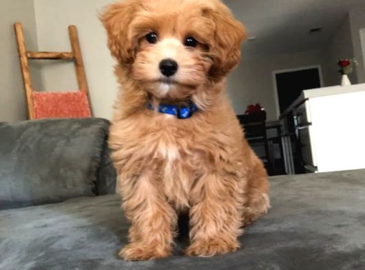 Hari̇ka Malti̇poo Bebekler görsel