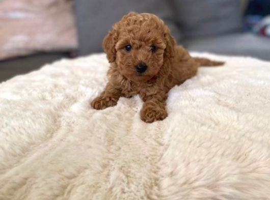 Tüy Dökmeyen Üst Kali̇te Malti̇poo Bebekler görsel