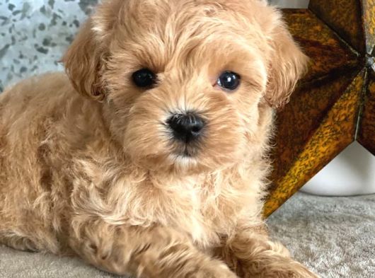 Hari̇ka Malti̇poo Bebekler görsel