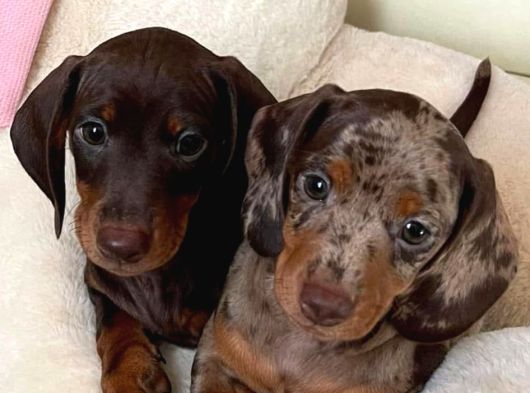 Türki̇yede Tek En Özel Renk İle Dacshund Merle görsel