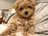 Hari̇ka Malti̇poo Bebekler