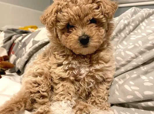 Hari̇ka Malti̇poo Bebekler görsel