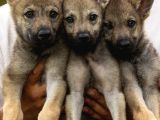 Çi̇ftli̇kten Şecereli̇ Ameri̇kan Ve Çekoslovak Wolf Dog Yavrular