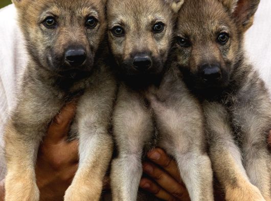 Çi̇ftli̇kten Şecereli̇ Ameri̇kan Ve Çekoslovak Wolf Dog Yavrular görsel
