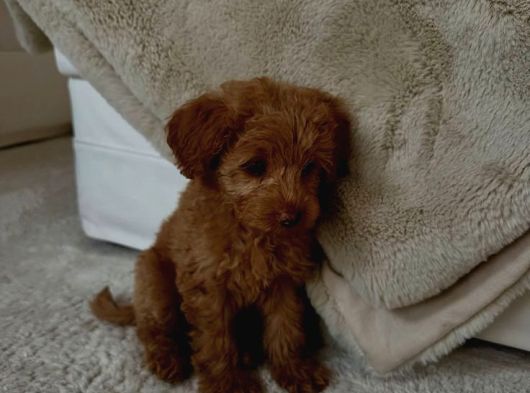 Şahane Malti̇poo Bebekler görsel