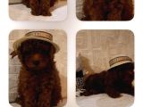 Kore Tıy Poodle