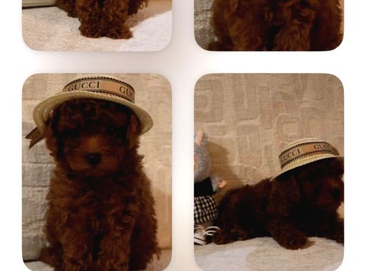Kore Tıy Poodle görsel