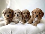 Ufacik Malti̇poo Yavrular