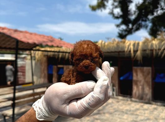 Mıcro Kore Red Poodle Bebışler görsel