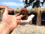Mıcro Kore Red Poodle Bebışler