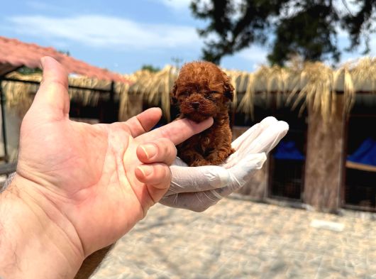 Mıcro Kore Red Poodle Bebışler görsel