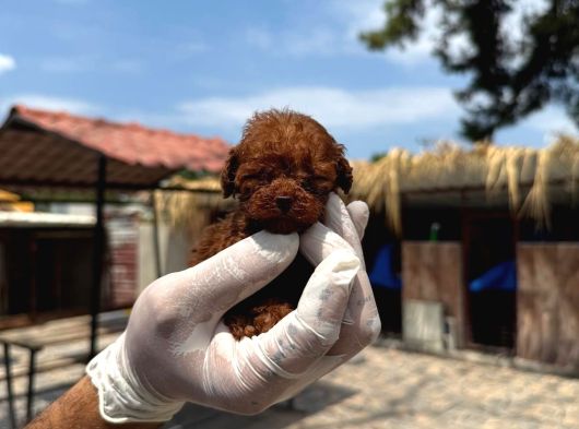 Mıcro Kore Red Poodle Bebışler görsel