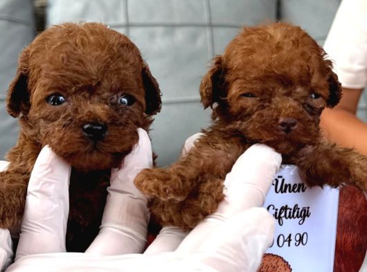 Mıcro Kore Red Poodle Bebışler görsel