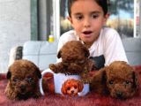 Mıcro Kore red poodle bebışler