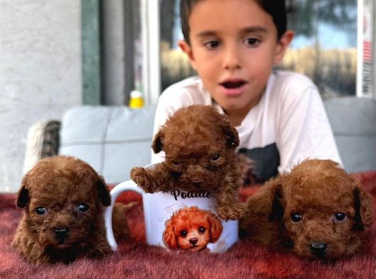 Mıcro Kore Red Poodle Bebışler