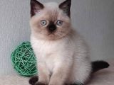 Bitter Çikolata Point British Shorthair