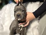 Daha iyisi yok harika cane corso yavru