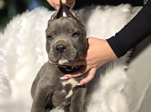 Daha Iyisi Yok Harika Cane Corso Yavru