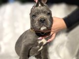 Daha Iyisi Yok Harika Cane Corso Yavru