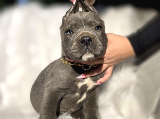 Daha Iyisi Yok Harika Cane Corso Yavru görsel