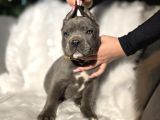 Daha Iyisi Yok Harika Cane Corso Yavru