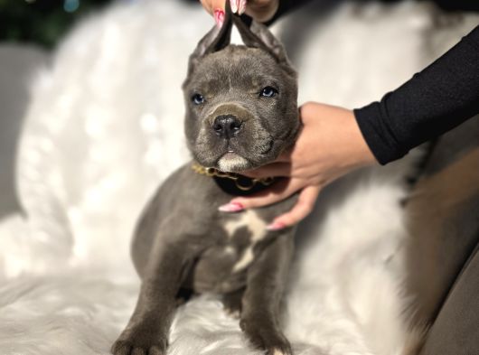 Daha Iyisi Yok Harika Cane Corso Yavru görsel