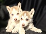 Kızıl Ve Blue Husky Yavrular