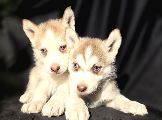 Kızıl Ve Blue Husky Yavrular görsel