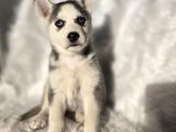 Kızıl ve blue husky yavrular