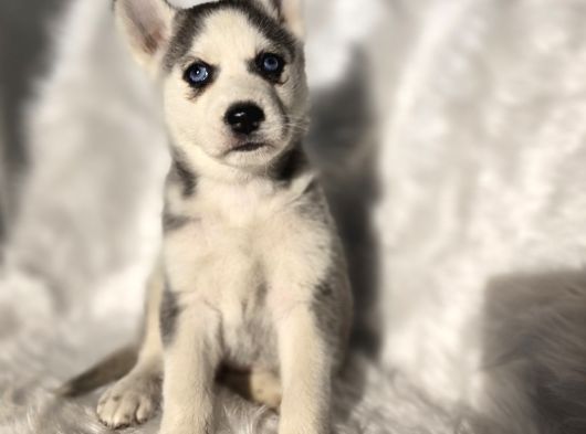 Kızıl Ve Blue Husky Yavrular