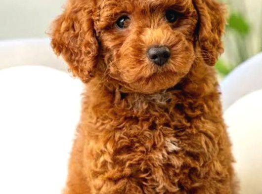 Ev Doğumlu Poodle Bebeklerimiz görsel