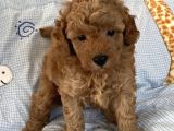 Ev doğumlu poodle bebeklerimiz