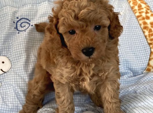 Ev Doğumlu Poodle Bebeklerimiz