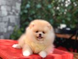 Orji̇nal Pomerani̇an Boo Yavrular