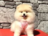 POMERANİAN BOO SAĞLIK GARANTİLİ