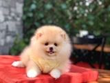ORJİNAL POMERANİAN BOO YAVRULAR