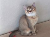Muhteşem British Shorthair Yavrular
