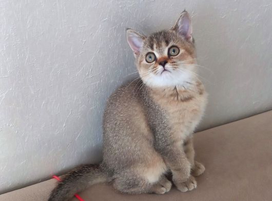 Muhteşem British Shorthair Yavrular görsel