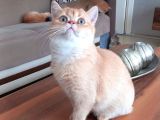 Muhteşem British Shorthair Yavrular