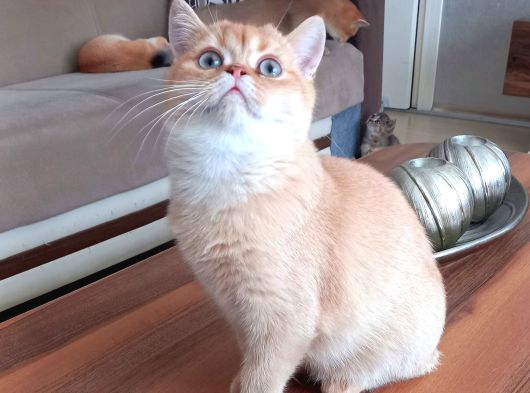 Muhteşem British Shorthair Yavrular
