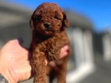 ORJİNAL TOY POODLE ÇOCUKLAR