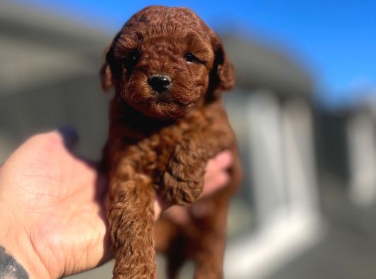Orji̇nal Toy Poodle Çocuklar