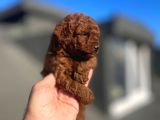 Orji̇nal Toy Poodle Çocuklar