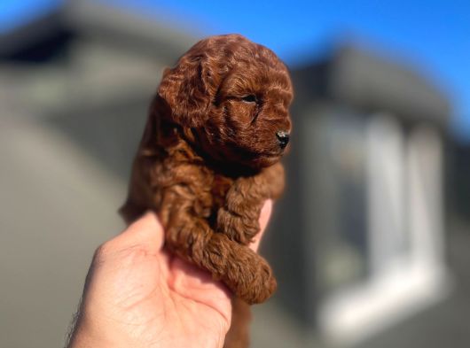 Orji̇nal Toy Poodle Çocuklar görsel