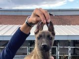 A kalite Belçika Kurtları Son 2 dişi
