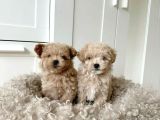 KIVIR KIVIR MALTİPOO YAVRULAR