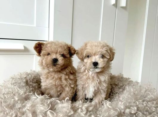 KIVIR KIVIR MALTİPOO YAVRULAR